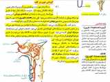 تنظیم تنفس یاخته ای