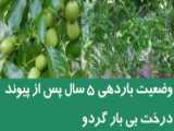 پیوند درخت گردوی بی بار توسط ایران گردو | پیوند گردو