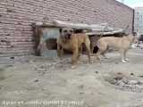 جنگ دو سگ سرابی آدم گیر