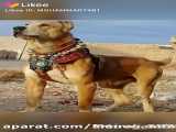 جنگ سگ قفقازی با ماستیف تبتی