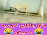 فالو کنی عشقی لایک فراموش نشه