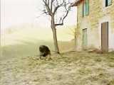 جنگ سگ سرابی با ماستیف تبتی