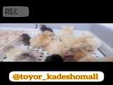 جوجه کشی  داستگاه دایمکس
