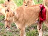 شیر زخمی شکار را برای پر کردن شکم گرسنه خود نادیده می گیرد، مستند حیوانات آفریقا