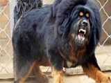 مقایسه سگ کانگل و ماستیف تبتی