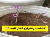 گلدان مناسب کاشت زعفران