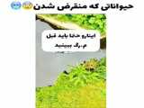 دست رولاندو از پوشت بست / فوتبال حرفه ای