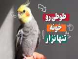 ویدئو زیبا عروس هلندی و طوطی