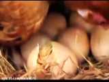 مرغ کرچ خوابیده روی تخم ما برای جوجه کشی... اردیبهشت 1401