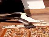 عروس هلندی با صدای خیلی جالب و خدب