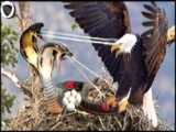 عقاب در مقابل قو در نبرد بزرگ - شکار قوی بزرگ - مستند حیات وحش