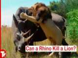 برترین حملات شیرها - کلیپ حیوانات وحشی - حمله شیر به اژدها کومودو
