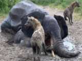 حمله وحشیانه کفتار ها به فیل در حیات وحش | جنگ حیوانات وحشی