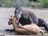جنگ حیوانات وحشی ، خوردن گراز توسط اژدهای کومودو ، حیات وحش