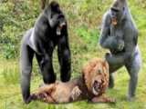 حیات وحش، حمله یوزپلنگ برای شکار شترمرغ/کفتار و شیر به دنبال شکار شترمرغ
