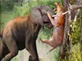 حیات وحش، حمله پلنگ برای شکار میمون/فرار شیر تنها از مقابل کفتارها