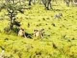حیات وحش - گورخرها برای حمله به شیر برای نجات توله‌هایش - حمله حیوانات