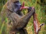 مستند حیات وحش  // مبارزه مار افعی با خدنگ(میمون پوزه دراز)