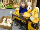 برنامه کودک بچه میمون | تولد جوجه اردک | سرگرمی برنامه کودک