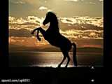 صدای اسب