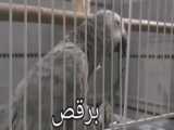 جوجه پارت ۲