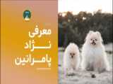 همه چیز درباره ی سگ های پامرین