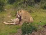 حیات وحش جهان | گرگ های وحشی آفریقا | حیوانات وحشی جهان