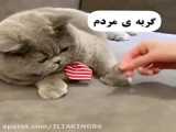 گربه کوژولو