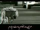 کلیپ برای استوری لاتی