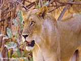 جنگ و نبرد شیرها با بوفالو / حیات وحش / نبرد دیدنی شیرها