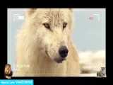 ویدیو حیوانات خرس های سفید مستند