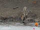 صحنه خشمگین ایمپالا با یوزپلنگ | ایمپالا هنگام شکار با یوزپلنگ مبارزه می‌کند