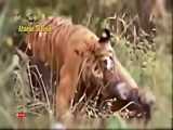 حمله های دیدنی ببر برای شکار