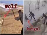 حمله گرگ به سگ کانگال و 45 لحظه بی رحم گرگ که به طعمه حمله می کند | حیات وحش