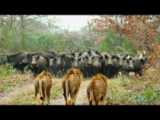 شکار شیرها - شکار - شکار حیوانات - مستند