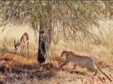مستند حیات وحش | شکار آهو توسط جگوار | شکار حیوانات وحشی