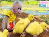 برنامه کودک بچه میمون | بازی حیوانات خانگی | بازی با گربه | بچه میمون جدید
