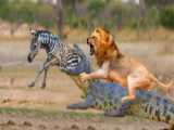 حيات وحش - جهنم سوزناک بر حیات وحش بزرگ آفریقا