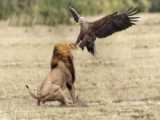 شیر در مقابل عقاب در مبارزات بزرگ - حملات حیوانات وحشی