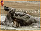 حمله عقاب به شیر - جنگ دیدنی شگفت انگیز حیوانات وحشی - حیات وحش