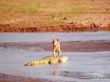 روباه مکار اتش بیار حمله شیرهای افریقایی و پلنگ به گله بوفالوها