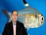 پرسش و پاسخ با استاد محمدرضا صفاری: ماهی تبرزینی(ماهی شکم تیز)