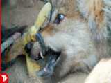 حیات وحش | شکار گرگ توسط عقاب غول پیکر | شکار حیوانات وحشی