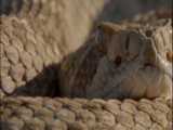 شکار مار توسط عقاب | حیات وحش آفریقا | مستند حیوانات وحشی