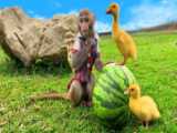 بچه میمون بامزه  و پاپ کورن - برنامه سرگرمی کودک