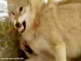 پلنگ هنگام مبارزه برای شکار با کفتارها به طرز غم انگیزی مرد - حیات وحش