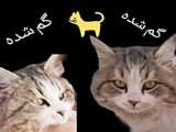 گربه ‍‍‍‍