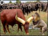 نبرد حیوانات وحشی ، گاومیش و نجات اعضای شیر ، حیات وحش