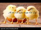 فارم مرغ مادر گوشتی