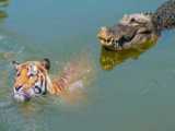 مبارزه تمساح غول پیکر نیل با پایتون غول پیکر برای زندگی | حیوانات وحشی
